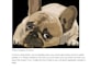 write SEO optimized articles for your pet blog